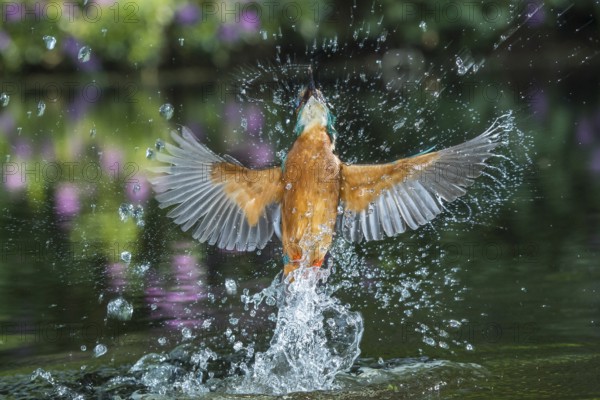 Common Kingfisher (Alcedo atthis) male fishing, Lower Saxony, Germany