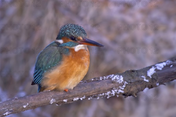 Common Kingfisher (Alcedo atthis) female, Bavaria, Germany