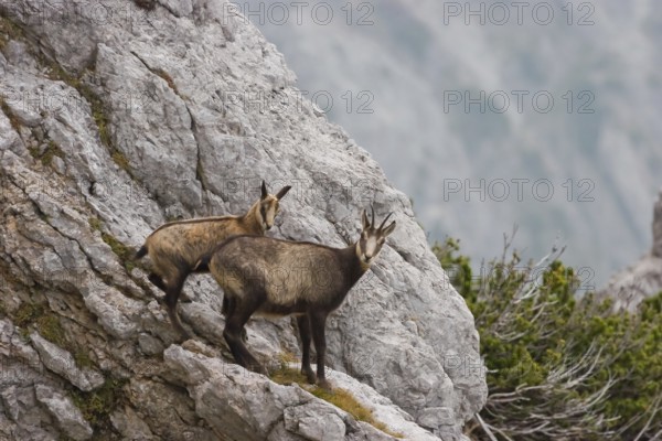 Gaemse (Rupicapra rupicapra) chamois