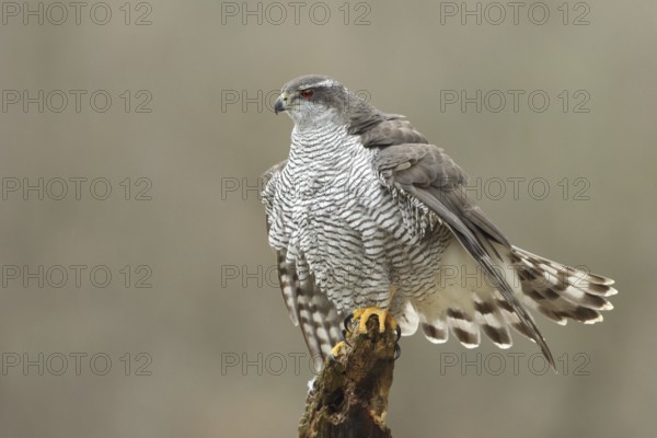 Northern Goshawk (Accipiter gentilis) female, Baden-Wuerttemberg, Germany
