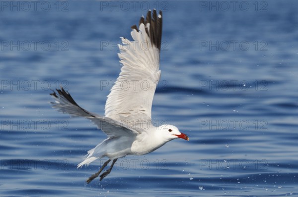Audouin's Gull (Ichthyaetus audouinii) flying, Mallorca, Spain
