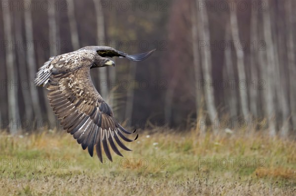 White-tailed Eagle (Haliaeetus albicilla) juvenile flying, Poland