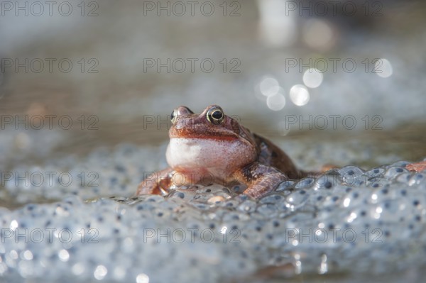 Rufendes Grasfroschmaencchen auf Froschlaichballen