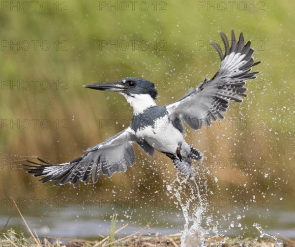 Belted Kingfisher (Megaceryle alcyon) male flying, Florida, USA