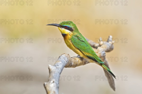 Little Bee-eater (Merops pusillus) perched on a branch, Chobe, Botswana