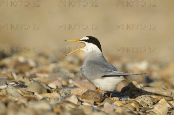 Little Tern (Sternula albifrons), Schleswig-Holstein, Germany