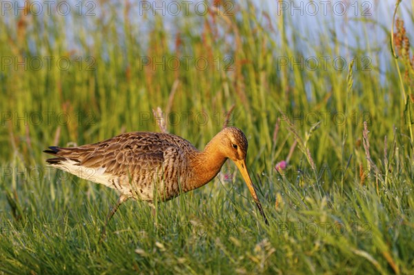Black-tailed Godwit (Limosa limosa), Netherlands