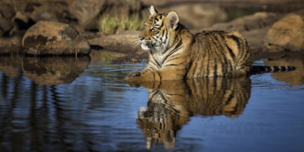 Bengal Tiger (Panthera tigris) immature bathing in waterhole, captive, Philippolis, South Africa