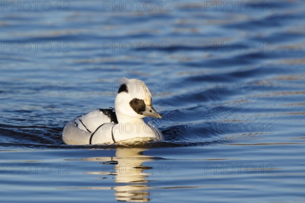 Smew (Mergellus albellus) male, Netherlands