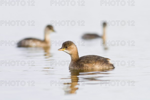 Little Grebe (Tachybaptus ruficollis), swimming on marsh, Castilla la Mancha, Spain