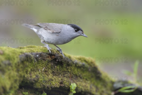Eurasian Blackcap (Sylvia atricapilla) male, Netherlands