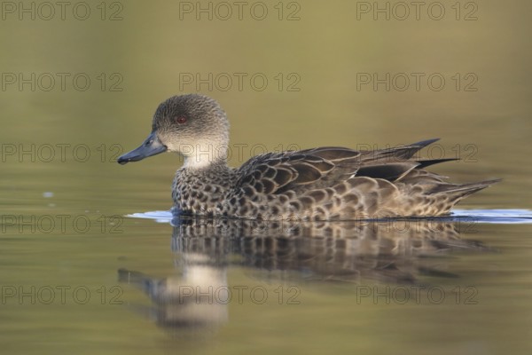 Grey Teal (Anas gracilis), Victoria, Australia