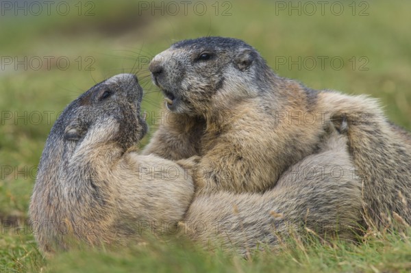 Alpine Marmot (Marmota marmota) two adult playing and fighting, High Tauern National Park, Carinthia, Austria