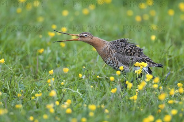 Black-tailed Godwit (Limosa limosa), Lower Saxony, Germany