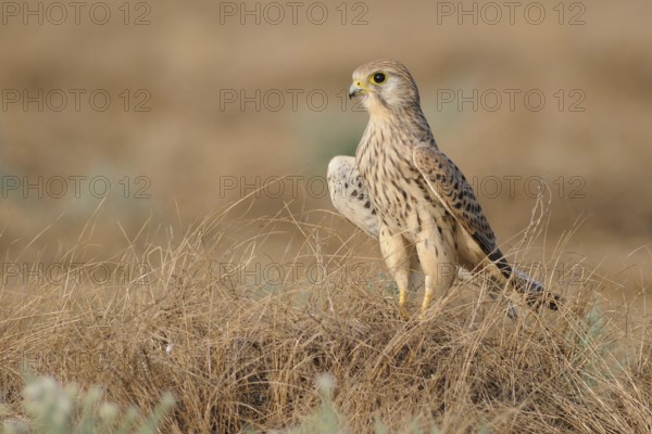 Common Kestrel (Falco tinnunculus), India