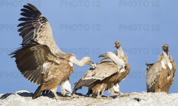 Griffon Vulture (Gyps fulvus), Mallorca, Spain