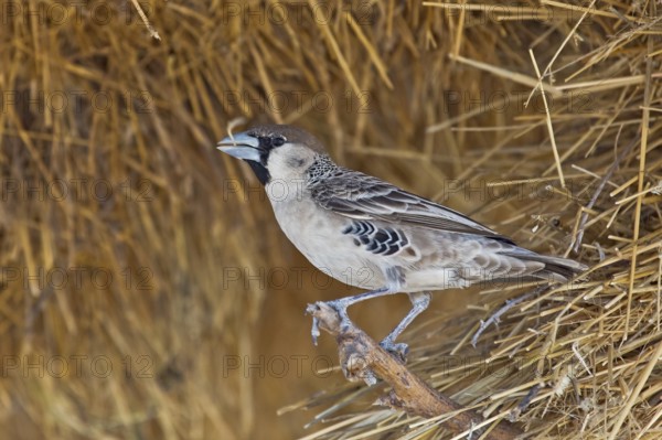Sociable Weaver (Philetairus socius), Etosha, Namibia