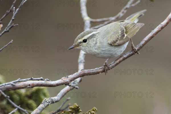 Yellow-browed Warbler - Gelbbrauen-Laubsänger - Phylloscopus inornatus, Russia (Ural)