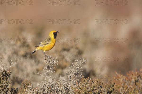 Orange Chat (Epthianura aurifrons) male singing in dry lakebed habitat, Western Australia, Australia