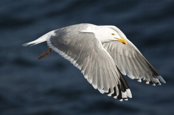 European Herring Gull (Larus argentatus) flying, Baltic Sea, Germany