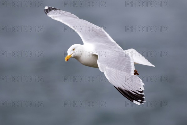 European Herring Gull (Larus argentatus) flying, Saltee Islands, Ireland