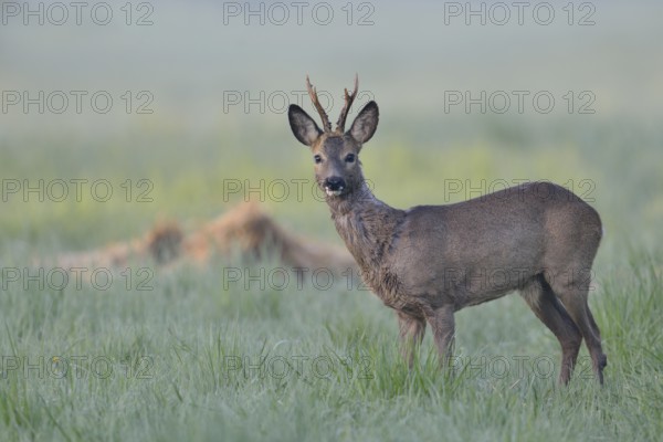 Western Roe Deer (Capreolus capreolus) buck in grassland, North Rhine-Westphalia, Germany