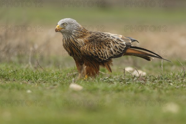 Red Kite (Milvus milvus), on field floor, Castile and Leon, Spain