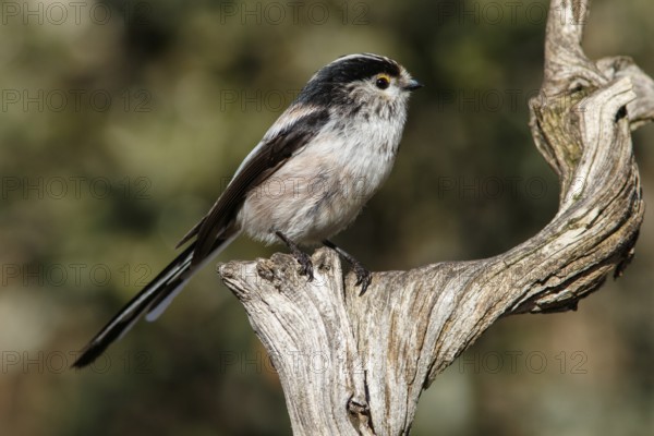Long-Tailed Tit (Aegithalos caudatus), perched on a branch, Castile and Leon, Spain