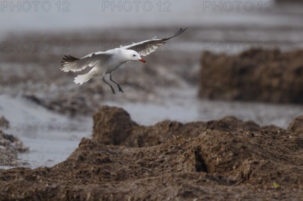 Audouin's Gull (Ichthyaetus audouinii) landing, Mallorca, Spain