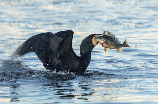 Kormoran mit erbeutetem FluÃŸbarsch