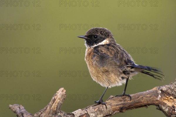 African Stonechat (Saxicola torquatus) male, Castile-La Mancha, Spain