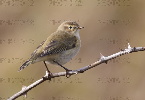 Common Chiffchaff (Phylloscopus collybita), Schleswig-Holstein, Germany