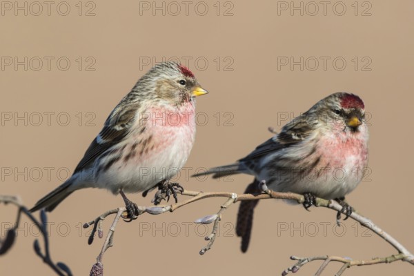 Common Redpoll (Acanthis flammea) male perched on a branch, Netherlands