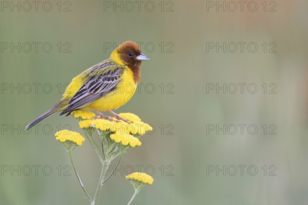 Red-headed Bunting - Braunkopfammer - Emberiza bruniceps, Kyrgyzstan, adult male