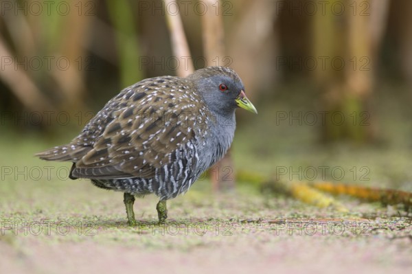 Australian Crake (Porzana fluminea) foraging, Victoria, Australia