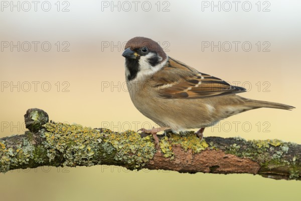 Eurasian Tree Sparrow (Passer montanus) perched on a branch, Lower Saxony, Germany