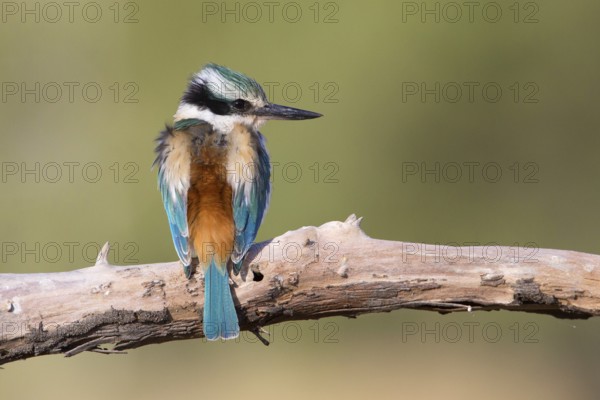 Red-backed Kingfisher (Todiramphus pyrrhopygius) male, Queensland, Australia