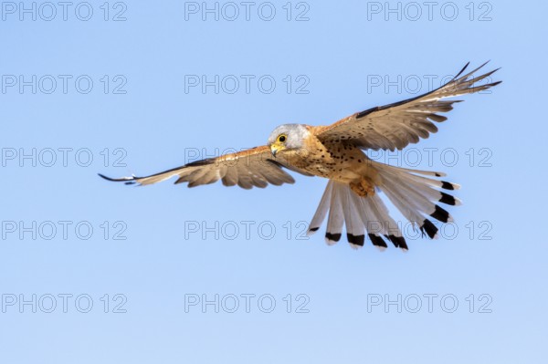 Lesser Kestrel (Falco naumanni) male flying, Castile-La Mancha, Spain