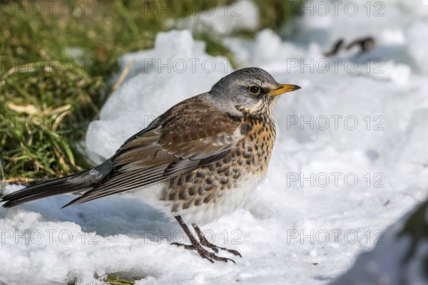 Fieldfare (Turdus pilaris) at an icy creek, Mecklenburg-Western Pomerania, Germany