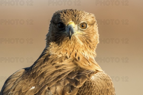 Bonelli's Eagle (Aquila fasciata) juvenile, Castile-La Mancha, Spain