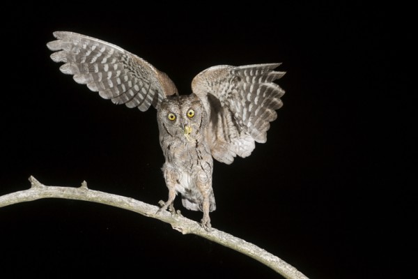 Eurasian Scops Owl (Otus scops) perched on a branch with grasshopper in beak, Aosta Valley, Italy