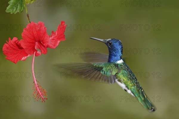 Hummingbird White-necked Jacobin, Florisuga mellivora, flying next to beautiful red hibiscus flower with green forest background, Tandayapa, Ecuador