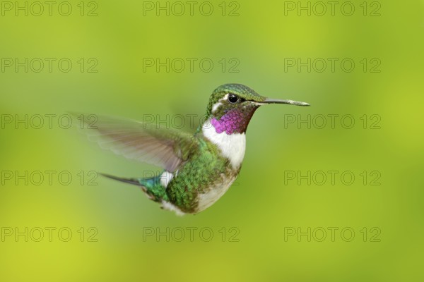 White-bellied Woodstar, hummingbird with clear green background. Bird from Tandayapa. Hummingbird from Ecuador. Hummingbird in nature habitat. Flying hummingbird in tropic forest. Tinny hummingbird