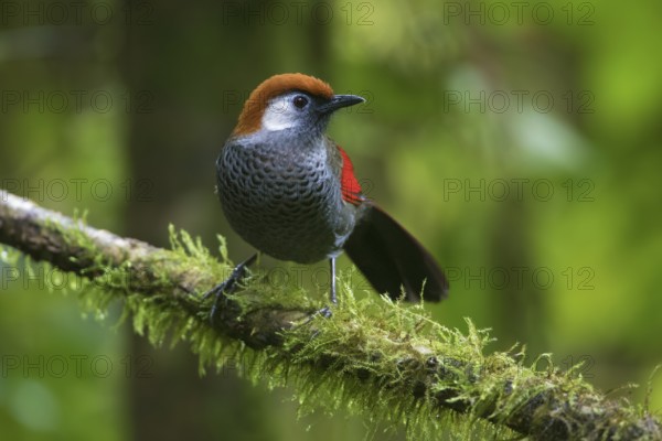 Red-tailed Laughingthrush (Trochalopteron milnei) perched on a log, Ngoc Linh, Vietnam