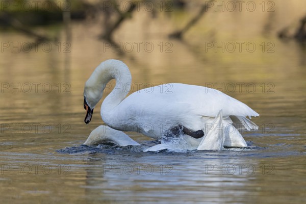 Mute Swan (Cygnus olor) pair mating, Baden-Wuerttemberg, Germany