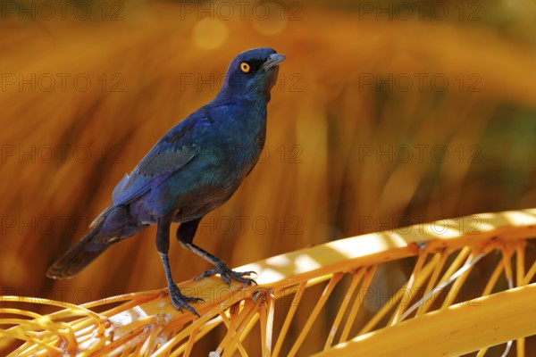 Cape Glossy Starling, Lamprotornis nitens, in nature habitat, orange plam tree with fruits. Detail close-up portrait with yellow eye. Beautiful shiny bird in the green forest, Etosha, Namibia