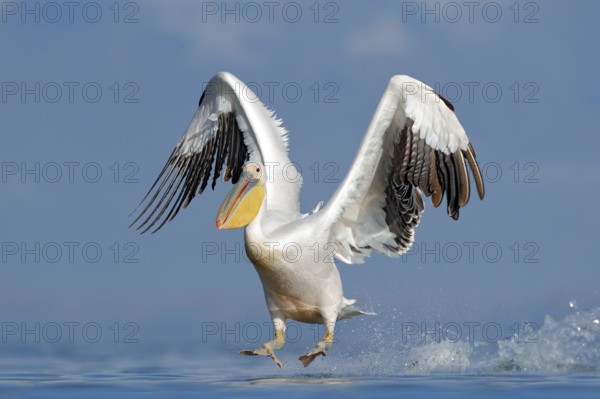 Dalmatian pelican, Pelecanus crispus, landing in Lake Kerkini, Greece. Pelican with open wings. Wildlife scene from European nature. Bird landing to the blue lake water. Bird fly