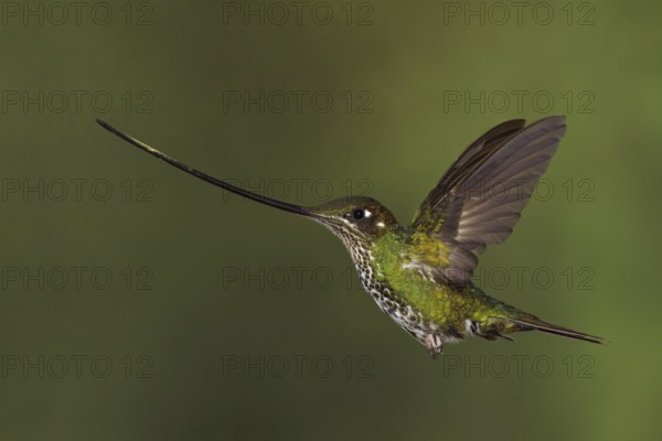 Sword-billed Hummingbird (Ensifera ensifera), Ecuador
