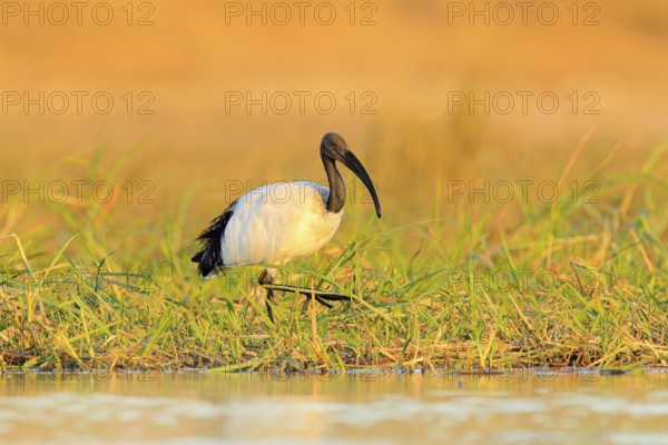 Bird in water grass. Wildlife scene from Chobe, Botswana. Sacred Ibis, Threskiornis aethiopicus, white bird with black head. Ibis feeding food in the lake. Beautiful morning sun with bird