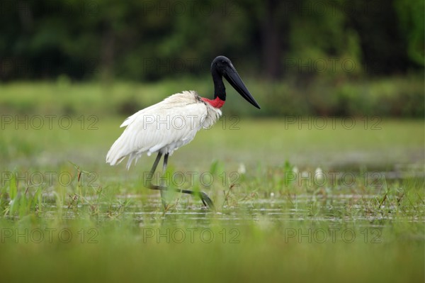Jabiru, Jabiru mycteria, black and white bird in green water with flowers, Pantanal, Brazil. Wildlife scene, South America. Beautiful big bird in marsh. Jabiru in water lake, green vegetation. Travel Brazil